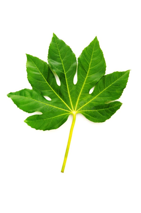 Fig leaf stock image. Image of close, detail, plant, leaf 16394047