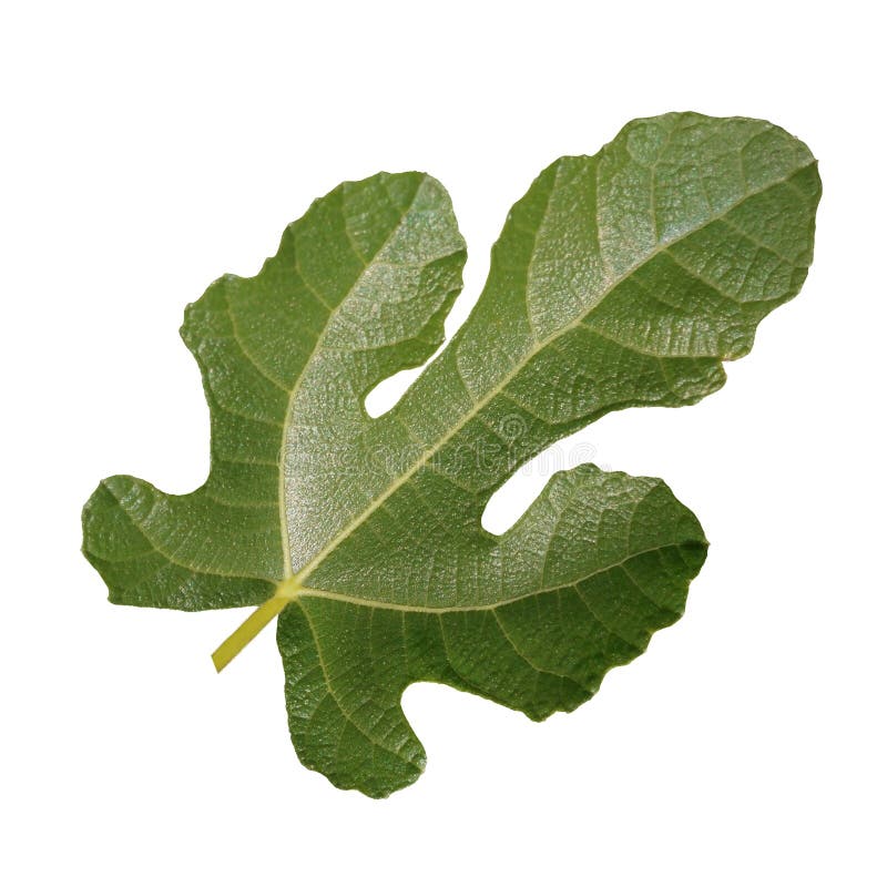 138 Adam Fig Leaf Stock Photos Free & RoyaltyFree Stock Photos from