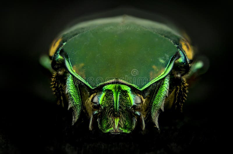 Green Figeater Beetle Stock Photos Free & RoyaltyFree Stock Photos from Dreamstime