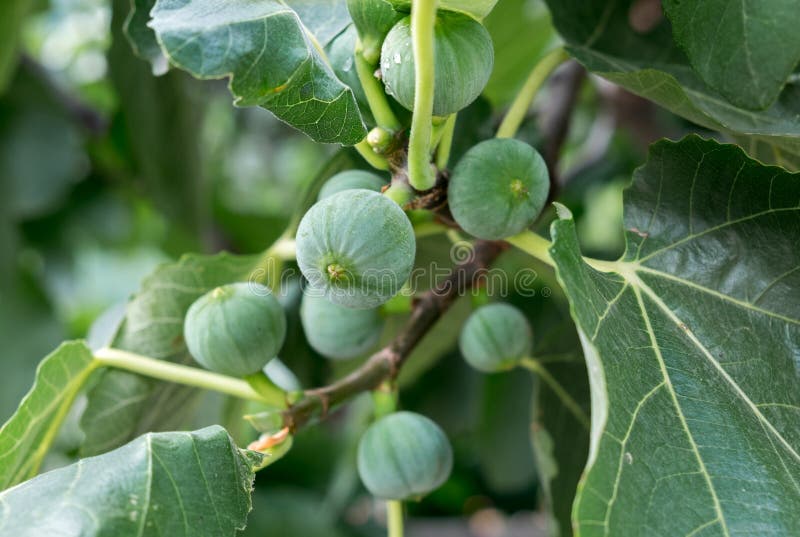 Green Figs on the Branch of Tree Stock Image Image of grow, figs