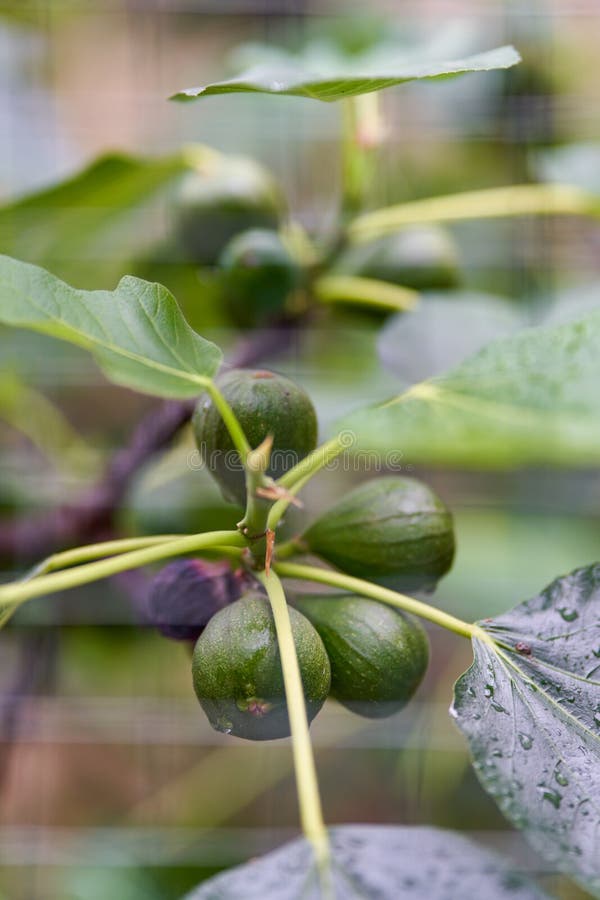 Green Figs Fruit Hanging on the Branch of a Fig Tree, Ficus Carica