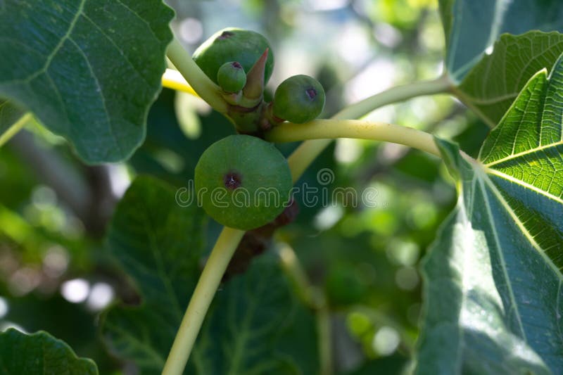Green Figs Fruits Growing on Fig Tree in Summer Stock Image Image of
