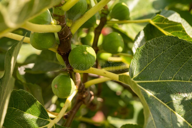 Green Figs Fruits Growing on Fig Tree in Summer Stock Image Image of