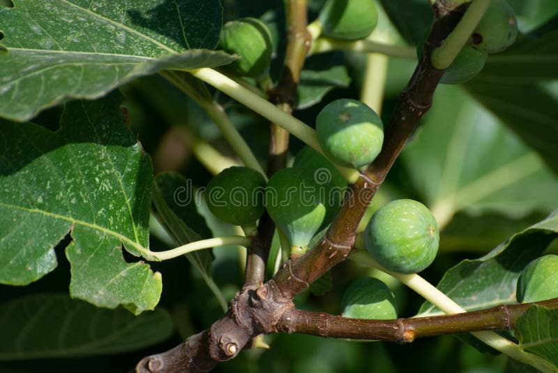 Green Figs Fruits Growing on Fig Tree in Summer Stock Image Image of
