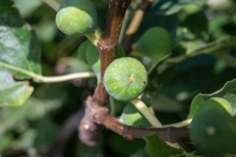 Green Figs Fruits Growing on Fig Tree in Summer Stock Photo Image of