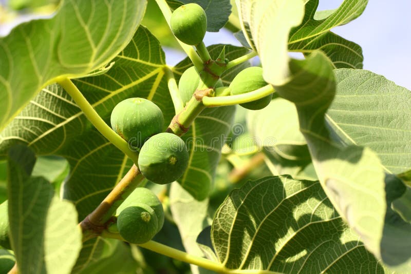 Green Figs Ripen on a Tree Branch among the Leaves Stock Photo Image