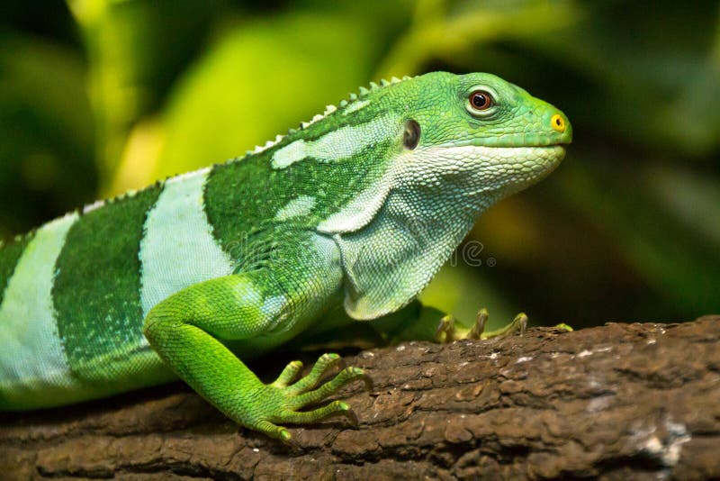 Fijian iguanas