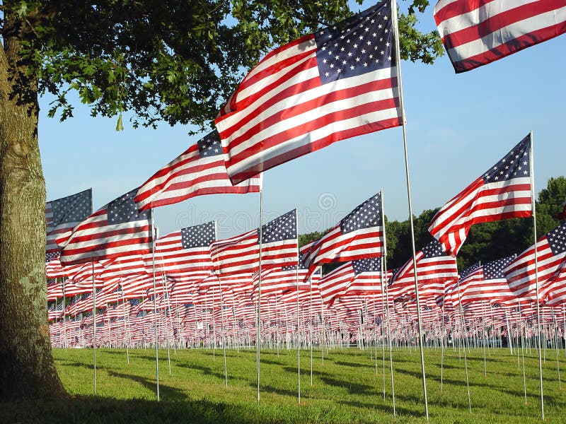 Green Filed with Many American Flags royalty free stock photo Green Filed with Many American Flags royalty free stock photo