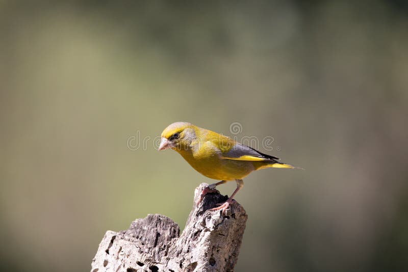 107 Shy Finch Photos - Free & Royalty-Free Stock Photos from Dreamstime