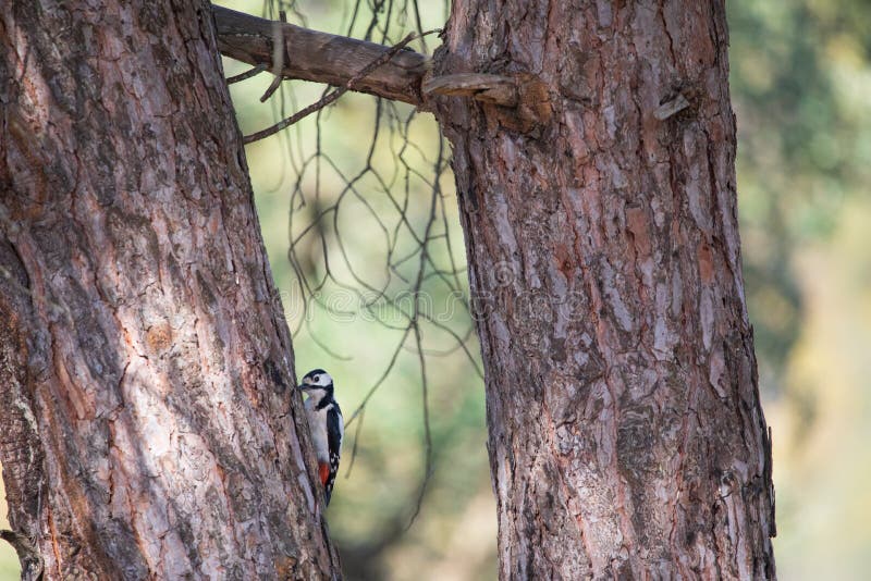 139 Shy Finch Stock Photos - Free & Royalty-Free Stock Photos from