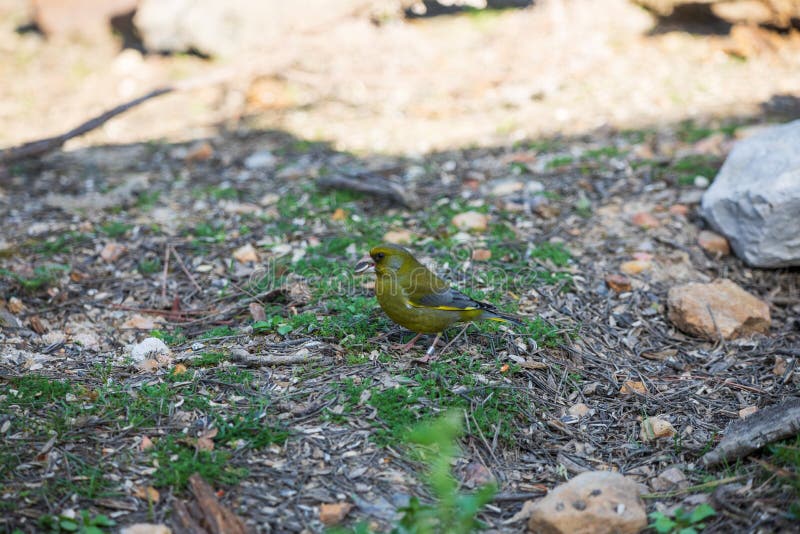 997 Green Finch Carduelis Chloris Stock Photos - Free & Royalty-Free