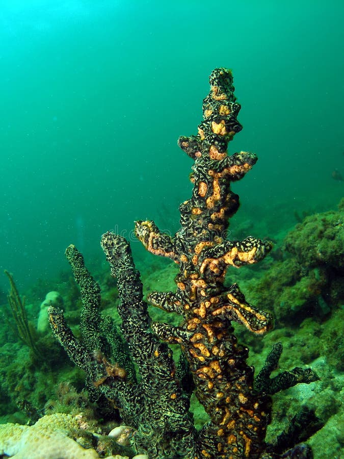 Green Finger Sponge stock image. Image of underwater, water 6109743