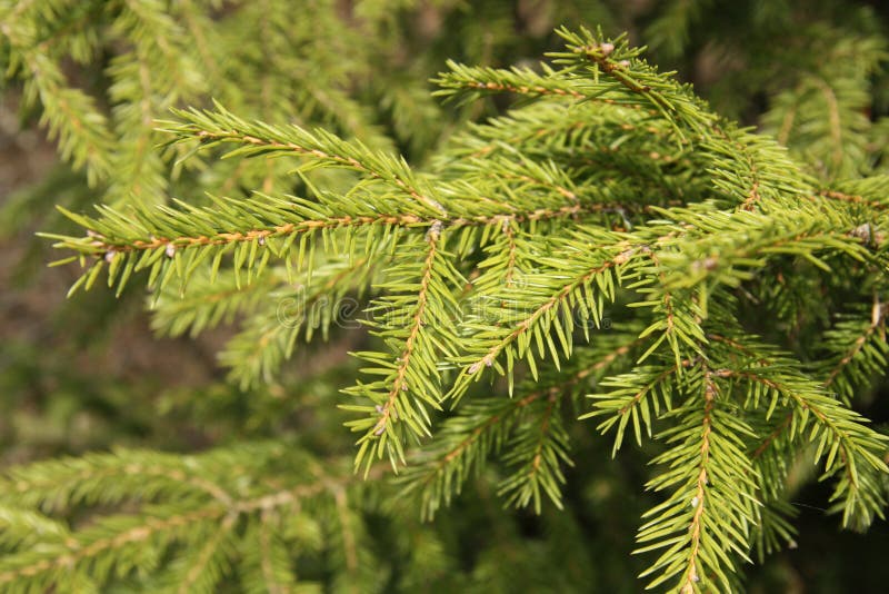 Green Fir tree stock image. Image of firneedle, evergreen 36979769