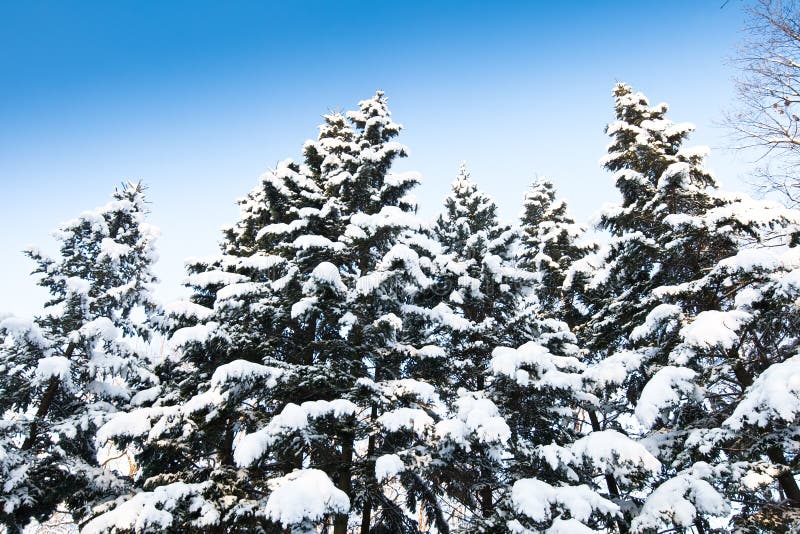 Green fir trees with snow on branches