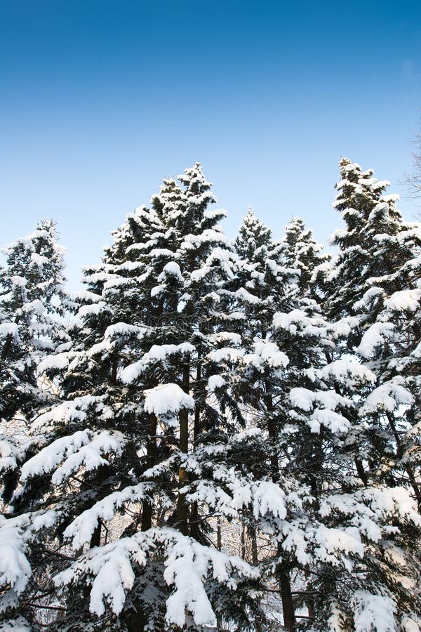 Green fir trees with snow on branches