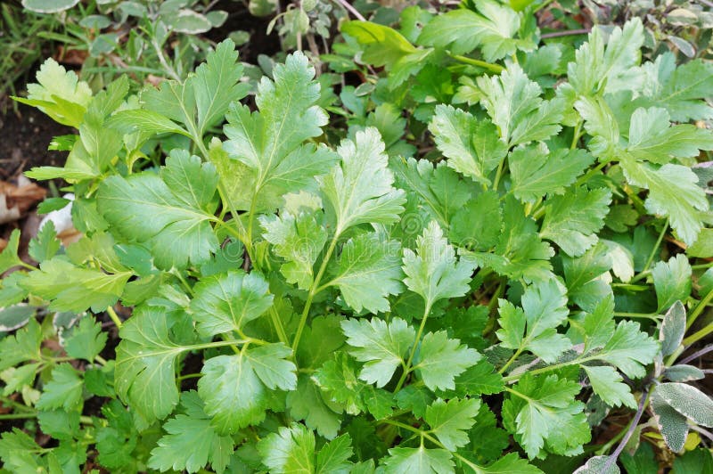 Green Flat Leaf Parsley Growing in the Garden Stock Photo Image of