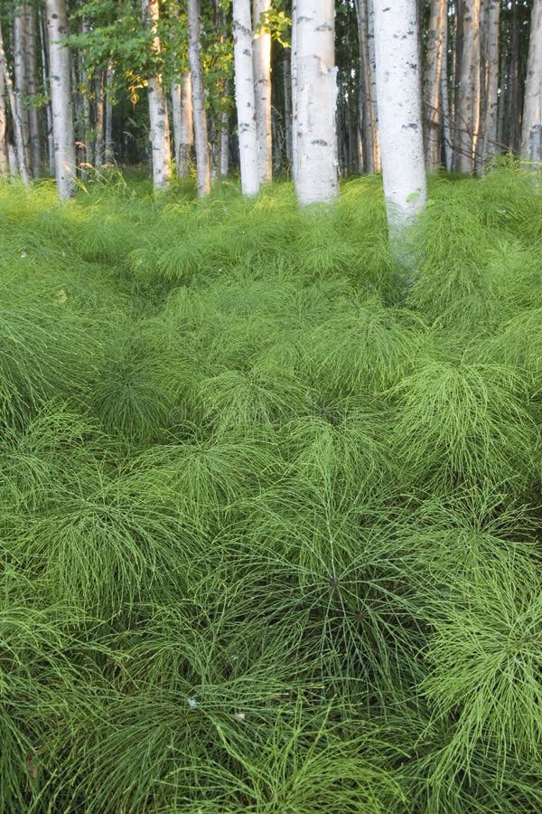 Green floor of the forest