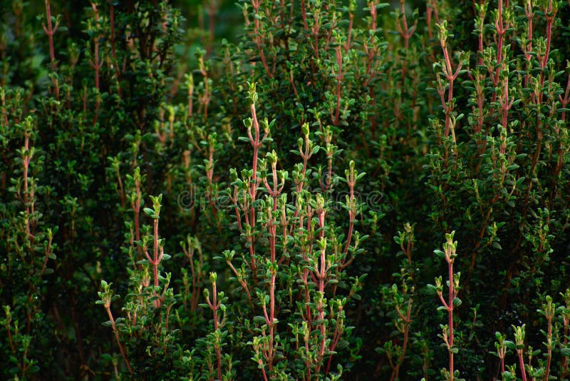 Green flora closeup of HuascarÃ¡n National Park