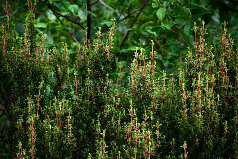 Green flora of HuascarÃ¡n National Park