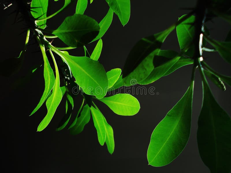 Green flower stock photo. Image of tree, true, orange 1254810