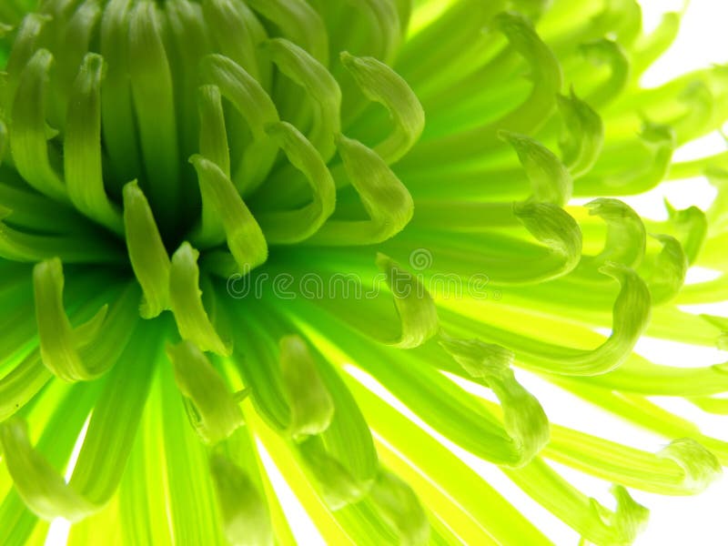 Green flower stock image. Image of fresh, daisy, green 3761589