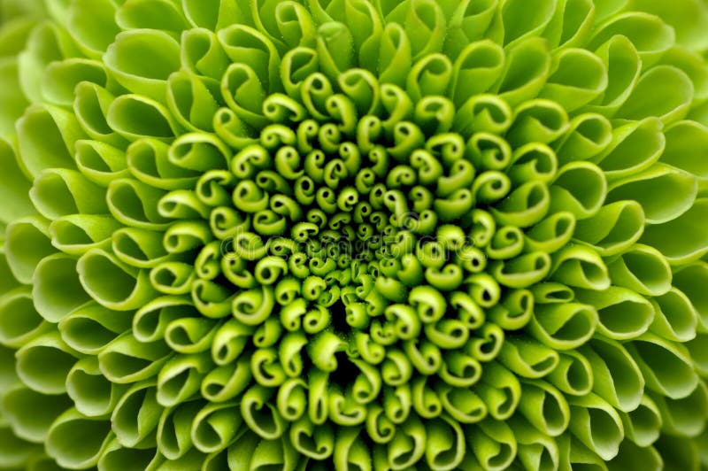 Green flower background stock image. Image of daisy, chrysanthemum