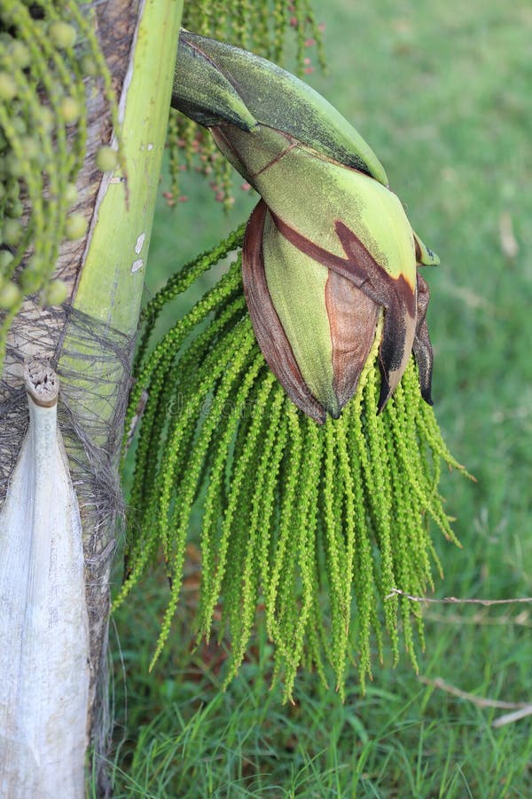 Green flower buds, areca catechu tree