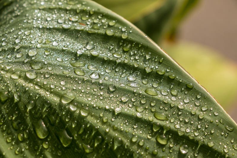 Green flower on the field royalty free stock photos