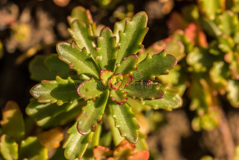 Green flower on the field royalty free stock photo