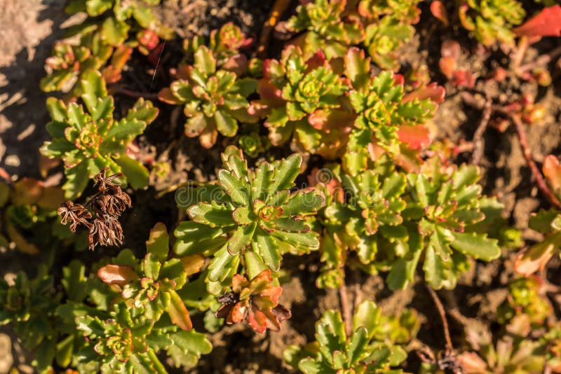 Green flower on the field stock images