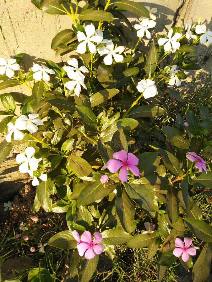 Green flower plant With lots of flowers stock photo Green flower plant With lots of flowers stock photo