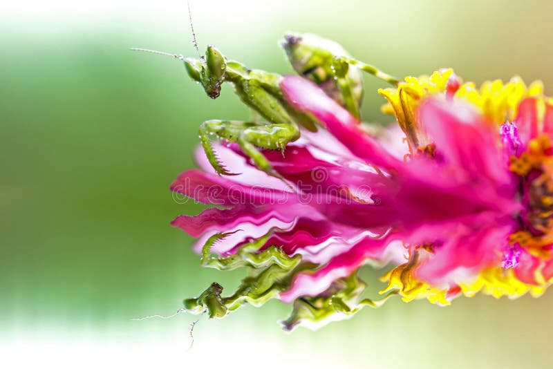 Flower praying mantis stock image. Image of green, wildlife 21498731