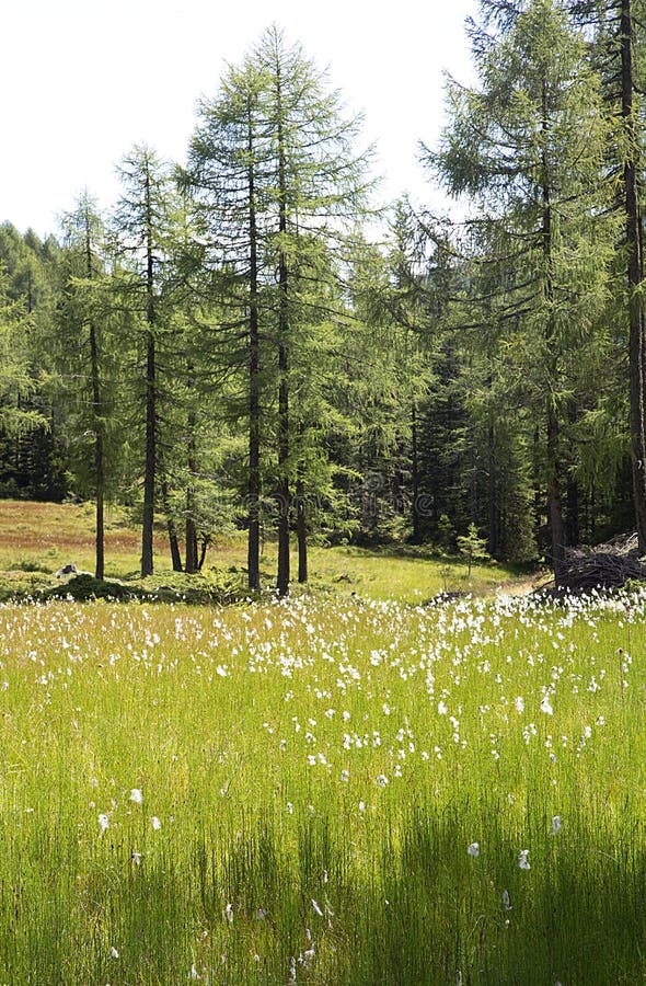 Green flowering meadow in larch tree forest royalty free stock images Green flowering meadow in larch tree forest royalty free stock images