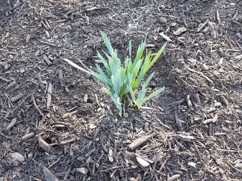 Green Flowers Coming Up in Brown Mulch in Spring Stock Image Image of