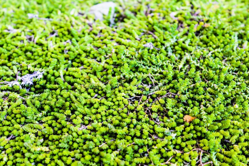 Green Fluffy Beautiful Moss Stock Photo Image of nature, christmas