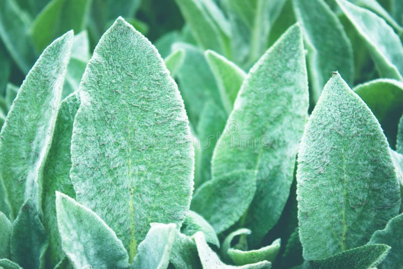 Green Fluffy Leaves of Flowers Stock Photo Image of contrast, purple