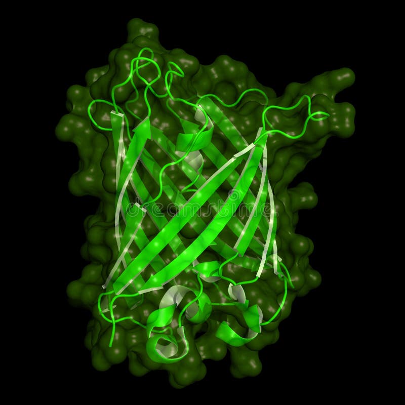 Green Fluorescent Protein Structure Royalty Free Stock Photos Image