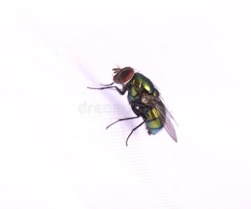 Green fly isolated on white background