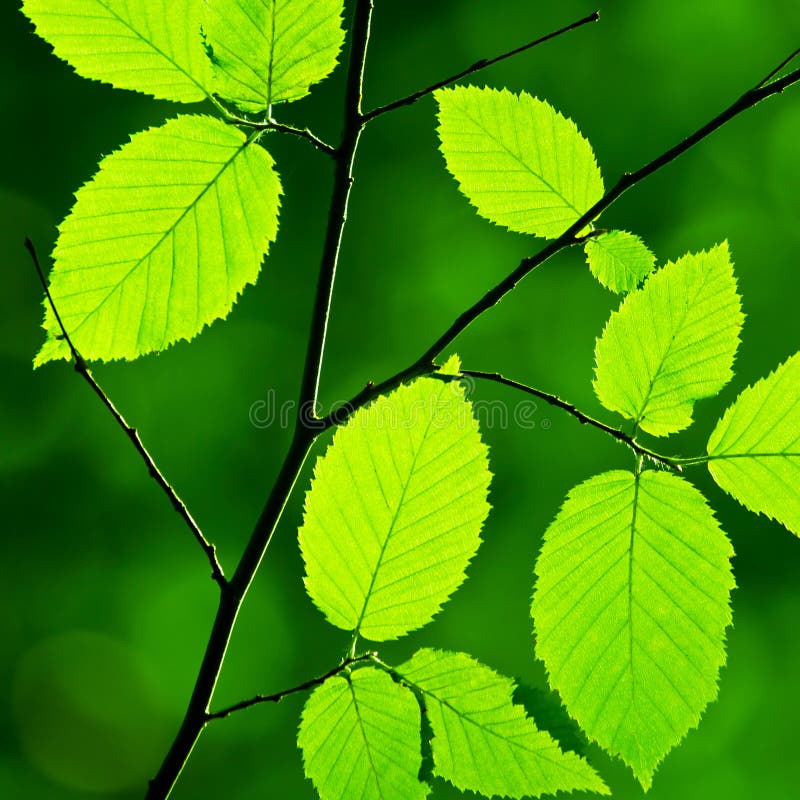Green foliage stock image. Image of season, plant, forest 27038199
