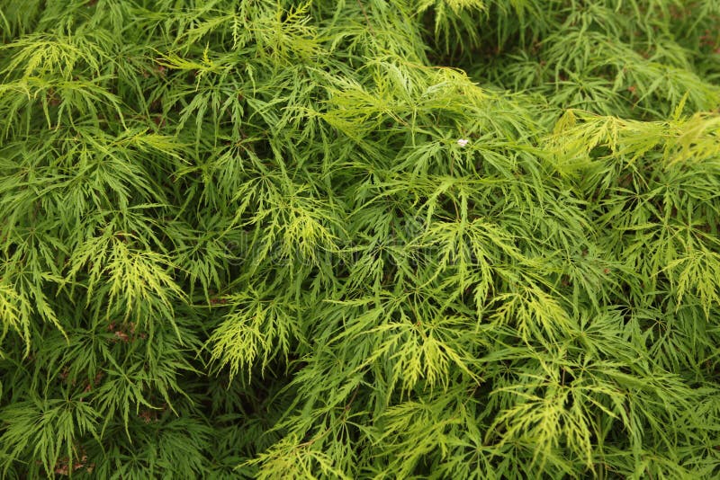 A green foliage of an acer palmatum waterfall