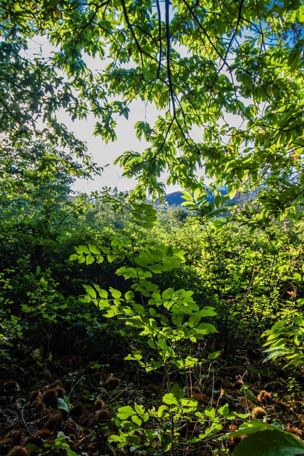 Green foliage of beech forest trees in blue sky with sun rays piercing through royalty free stock photos