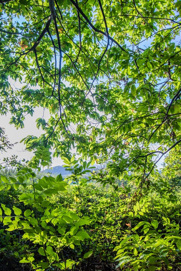 Green foliage of beech forest trees in blue sky with sun rays piercing through royalty free stock images
