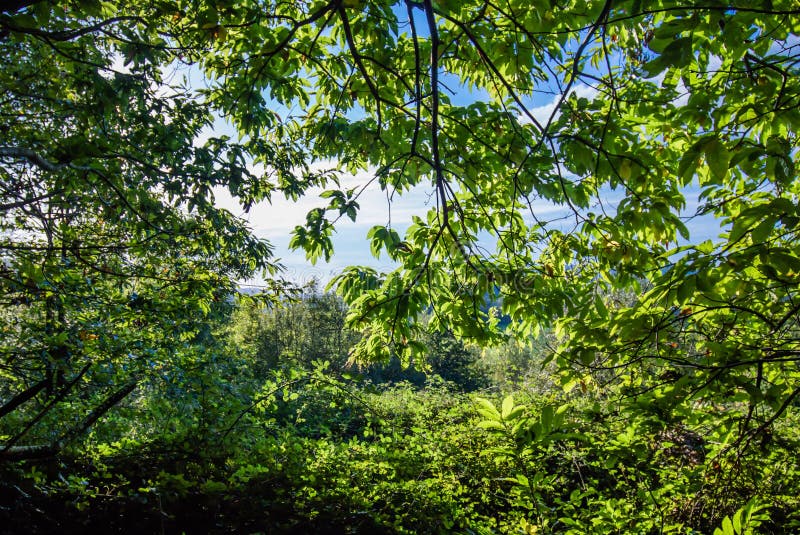 Green foliage of beech forest trees in blue sky with sun rays piercing through royalty free stock photos
