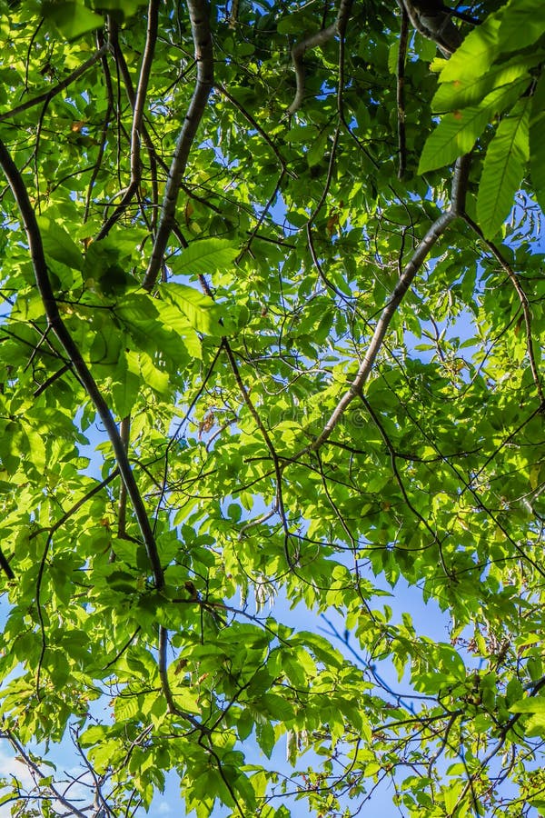 Green foliage of beech forest trees in blue sky with sun rays piercing through stock photography