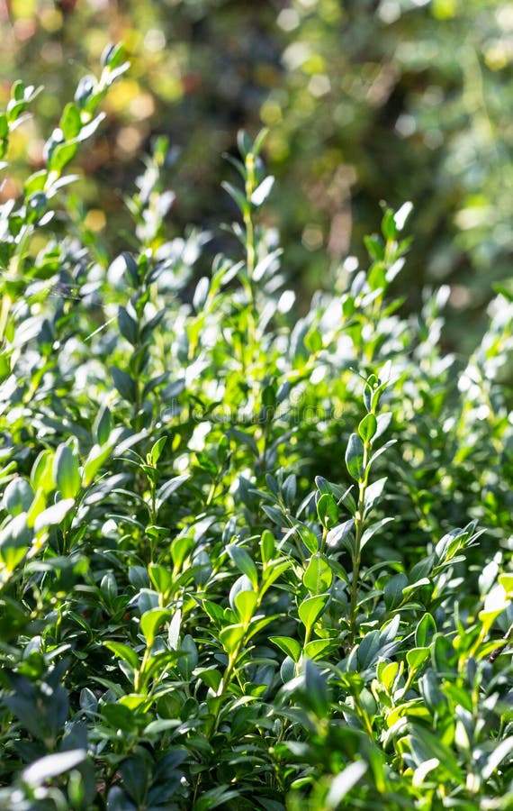 Green foliage of boxwood. Green leaf texture. stock photography