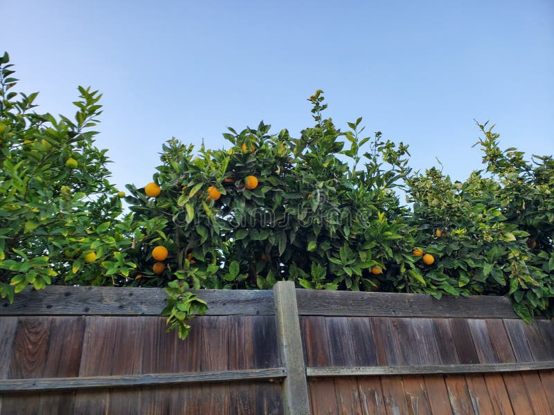 green foliage of an orange tree and fruits behind a tree fence by a bicycle road in los angeles near the ocean cloudy foggy