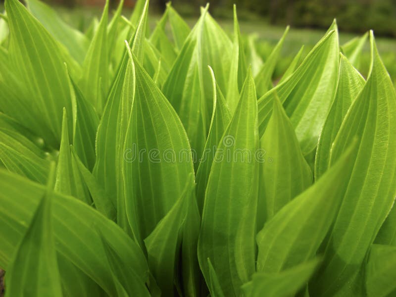 Green foliage of plants