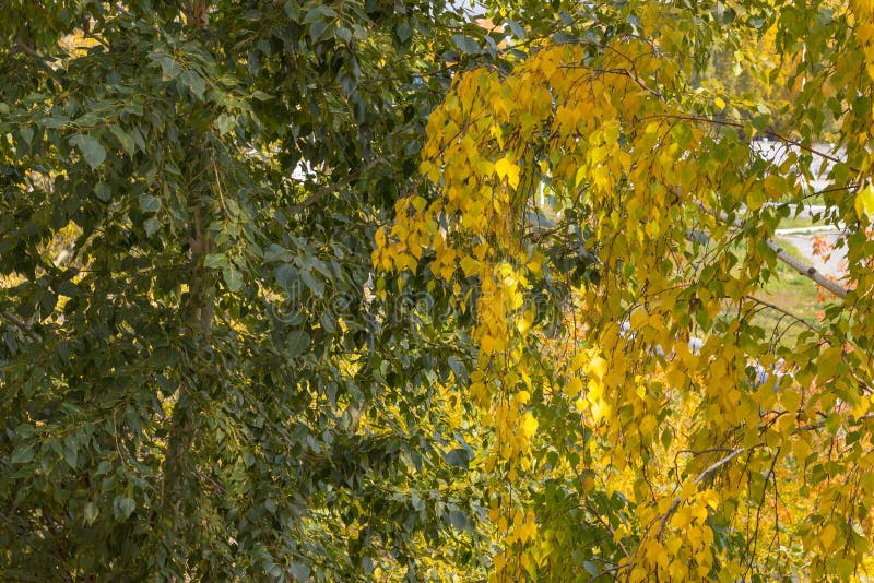 Green foliage of poplar and yellow crown of birch in one-lm photo. From summer to autumn. Autumn background. Autumn colors