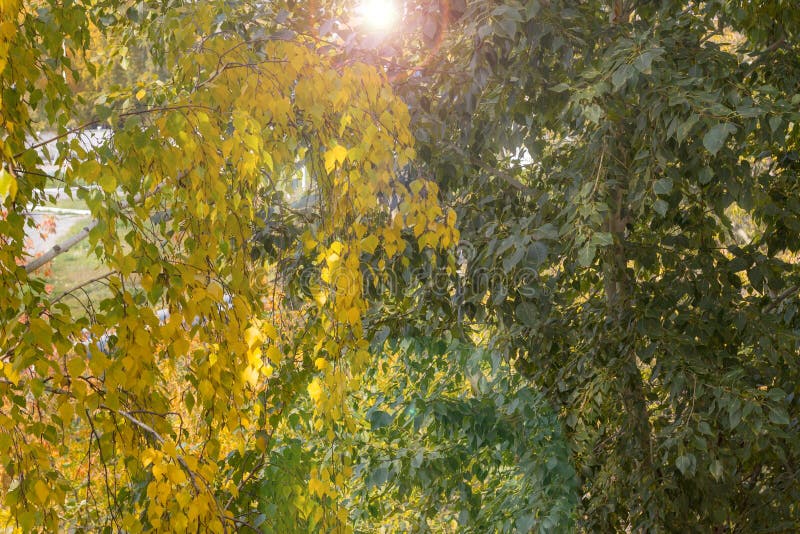 Green foliage of poplar and yellow crown of birch in one-lm photo. From summer to autumn. Sun shining through the leaves on the trees in the park, close-up. Autumn background