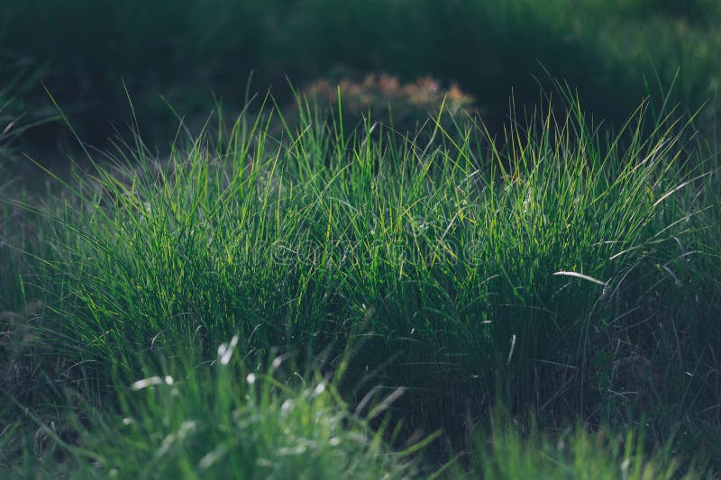 Green foliage in summer with harsh shadows and bright sunlight in forest. royalty free stock image